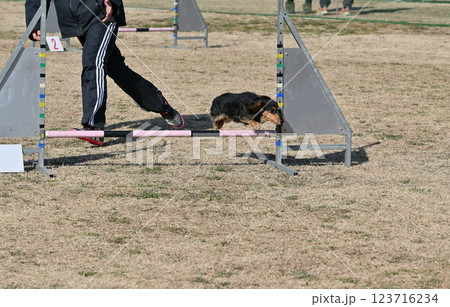 ジャーンプ！！　飼い主と楽しそうに走るカニンヘンダックス 123716234