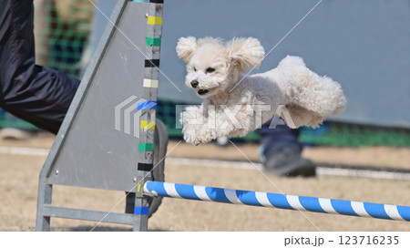 笑顔でジャンプするトイプードルのアップ 123716235