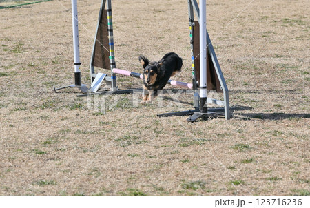 楽しそうに走るカニンヘンダックス 123716236