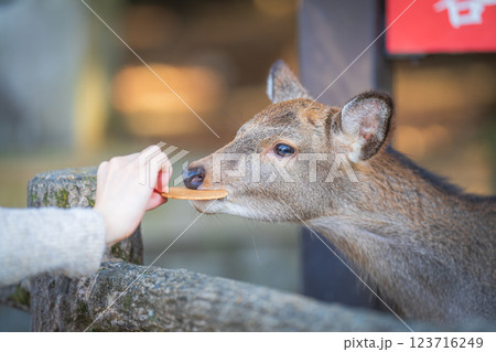鹿せんべいを食べる奈良公園の鹿 123716249