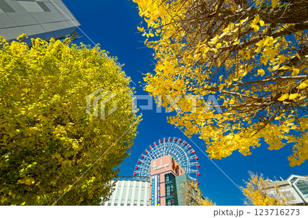 港北ニュータウン・センター北のイチョウの黄葉 港北ニュータウン・センター北のイチョウの黄葉 123716273