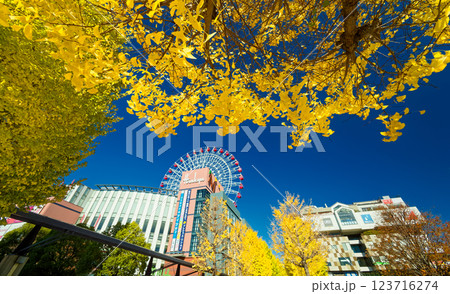 港北ニュータウン・センター北のイチョウの黄葉 123716274