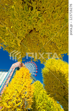 港北ニュータウン・センター北のイチョウの黄葉 港北ニュータウン・センター北のイチョウの黄葉 123716276