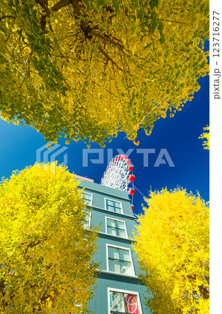 港北ニュータウン・センター北のイチョウの黄葉 123716277