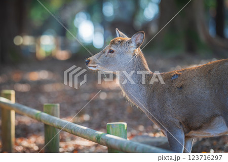 奈良公園の鹿 奈良公園の鹿 123716297