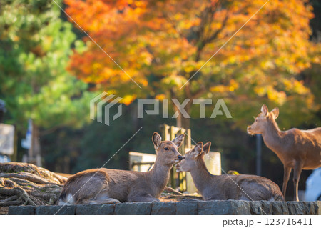 【秋】奈良公園の鹿【紅葉】 123716411
