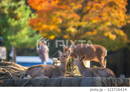 【秋】奈良公園の鹿【紅葉】 123716414