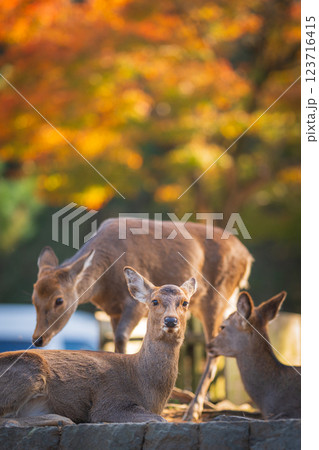 【秋】奈良公園の鹿【紅葉】 123716415