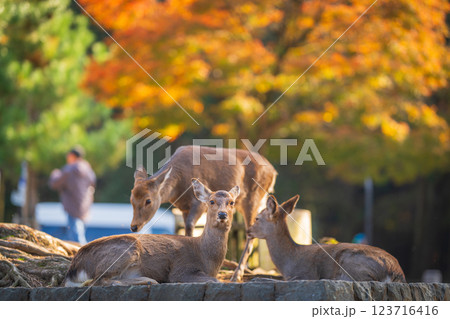 【秋】奈良公園の鹿【紅葉】 【秋】奈良公園の鹿【紅葉】 123716416