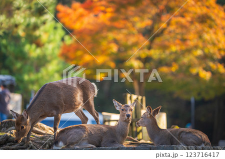 【秋】奈良公園の鹿【紅葉】 【秋】奈良公園の鹿【紅葉】 123716417