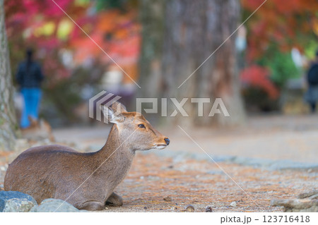 【秋】奈良公園の鹿【紅葉】 【秋】奈良公園の鹿【紅葉】 123716418