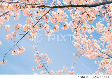 満開の桜と青空、サクラの背景、ソメイヨシノ 123716441