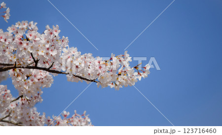 満開の桜と青空、サクラの背景、ソメイヨシノ 123716460