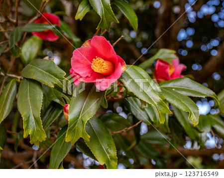 金魚葉椿（キンギョバツバキ）【葉の先端が金魚の尾ひれのように分かれる珍しい品種】 123716549