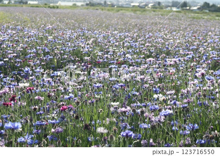 色とりどりのヤグルマギクが咲く安曇野の風景 123716550