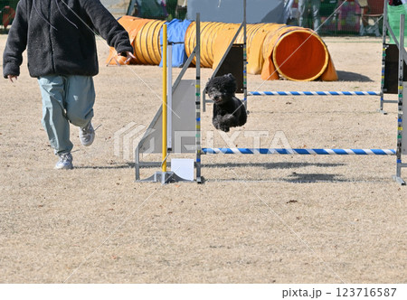 笑顔でジャンプ!!飼い主の女性と楽しそうに走るトイプードル 笑顔でジャンプ!!飼い主の女性と楽しそうに走るトイプードル 123716587
