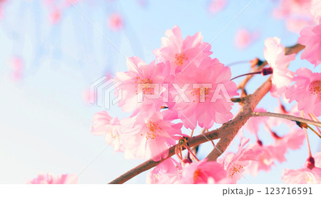 満開の桜と青空、サクラ、シダレザクラ、しだれ桜、枝垂れ桜、枝垂桜 満開の桜と青空、サクラ、シダレザクラ、しだれ桜、枝垂れ桜、枝垂桜 123716591
