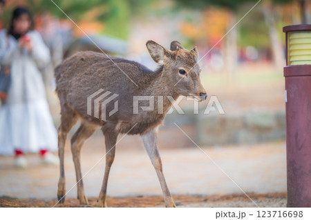 奈良公園の鹿 奈良公園の鹿 123716698