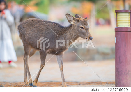 奈良公園の鹿 123716699