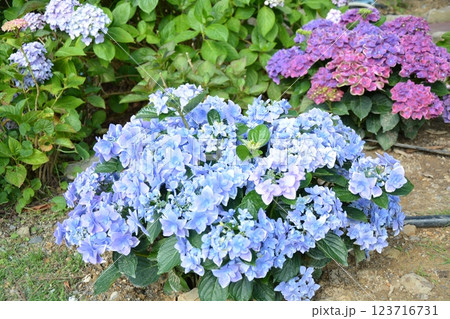 あじさいシーズン 123716731