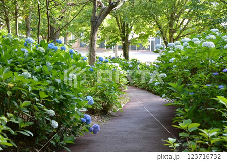 あじさいシーズン 123716732