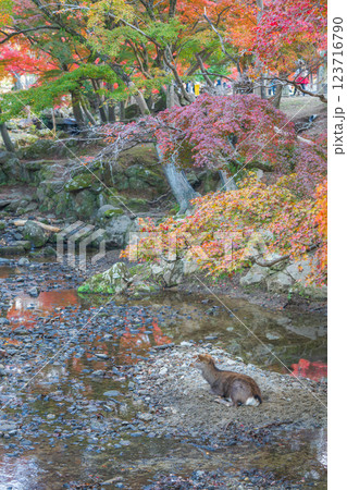 【紅葉】秋の奈良公園 123716790