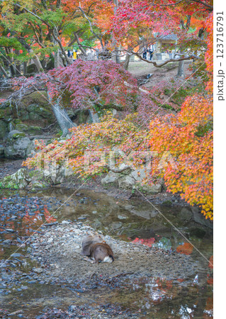 【紅葉】秋の奈良公園 123716791