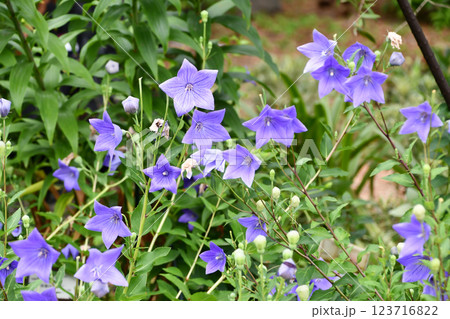 キキョウ 123716822