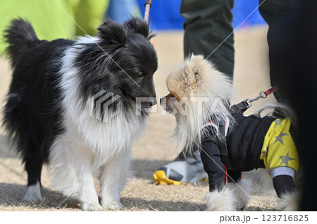 犬の挨拶　ポメラニアン　シェルティ 123716825