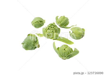 ふきのとう 春の味覚 白背景 ふきのとう 春の味覚 白背景 123716890