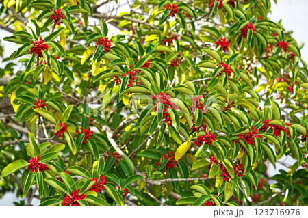 冬を越した赤いクロガネモチの実（春、三月） 123716976