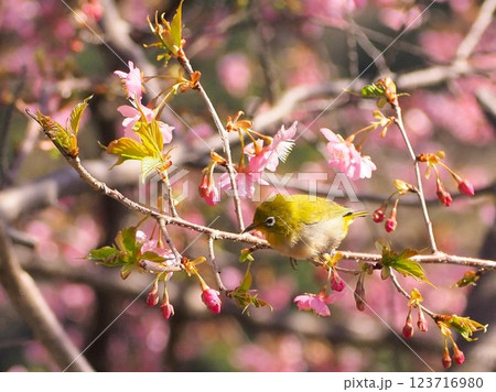 静岡県　河津桜とメジロ　3月 123716980