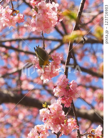 静岡県　河津桜とメジロ　3月 123716983