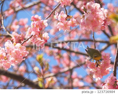 静岡県 河津桜とメジロ 3月 静岡県 河津桜とメジロ 3月 123716984