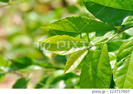 Siamese rough brush , Tooth brush tree or Streblus asper Lour or MORACEAE Siamese rough brush , Tooth brush tree or Streblus asper Lour or MORACEAE 123717007