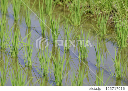 夏の田んぼ、稲の苗のクローズアップ 123717016