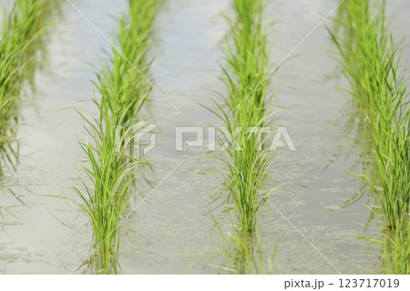 夏の田んぼ、稲の苗のクローズアップ 夏の田んぼ、稲の苗のクローズアップ 123717019