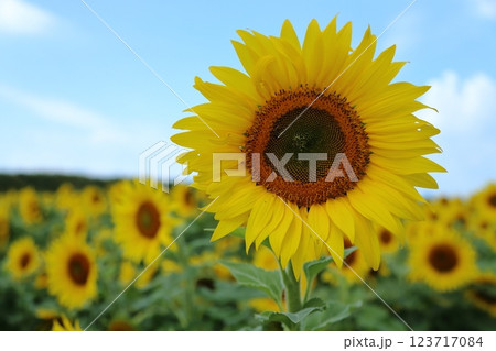 大牟田市 ひまわり畑、 大牟田市 ひまわり畑、 123717084