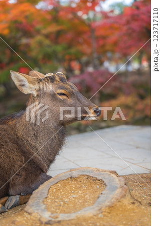 【秋】奈良公園の鹿【紅葉】 123717110