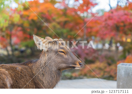 【秋】奈良公園の鹿【紅葉】 123717111