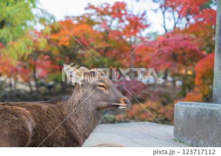 【秋】奈良公園の鹿【紅葉】 123717112