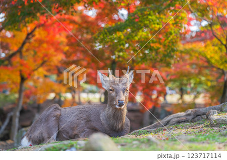 【秋】奈良公園の鹿【紅葉】 123717114