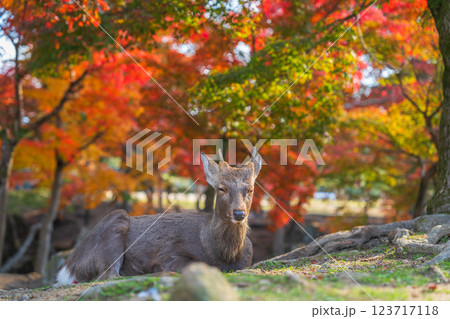 【秋】奈良公園の鹿【紅葉】 【秋】奈良公園の鹿【紅葉】 123717118