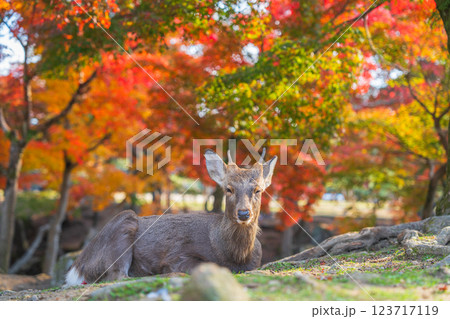 【秋】奈良公園の鹿【紅葉】 123717119