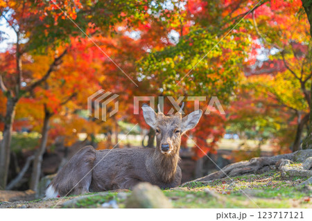 【秋】奈良公園の鹿【紅葉】 123717121