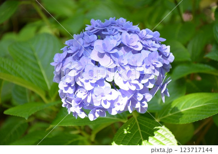 あじさいシーズン到来 淡い青色がかわいいあじさい あじさいシーズン到来 淡い青色がかわいいあじさい 123717144
