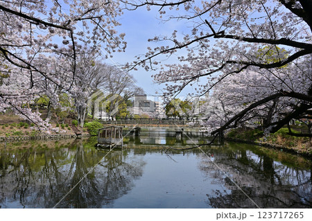 鹿沼公園の桜 123717265