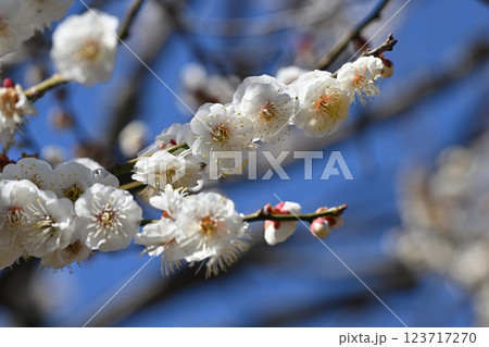 八重冬至・梅 八重冬至・梅 123717270