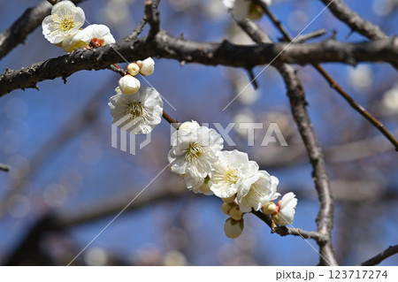 緑萼春日野・梅 123717274