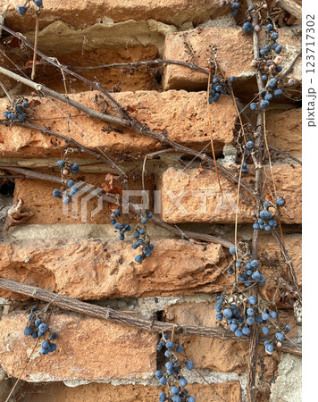 Old ruined brick wall with blue berries 123717302